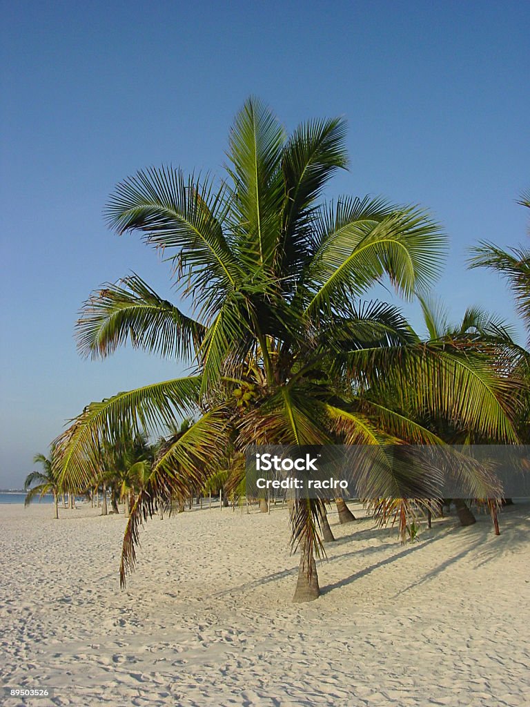 De coconut palm - Foto de stock de Aire libre libre de derechos