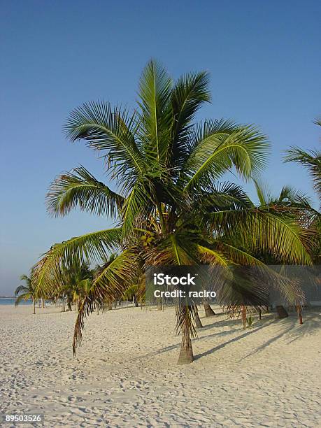 De Coconut Palm Foto de stock y más banco de imágenes de Aire libre - Aire libre, Akumal, Arboleda