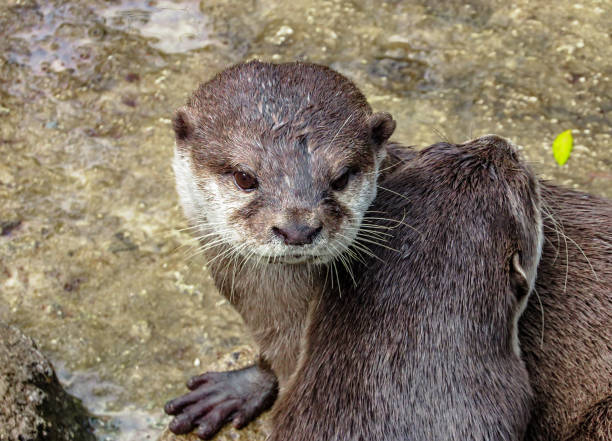 istock Asian Small-Clawed Otters (Aonyx cinerea) Hugging and Showing Affect for Each Other 895036230