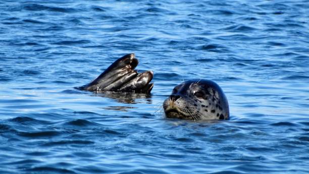 istock Seal swimming in the sea 895036268