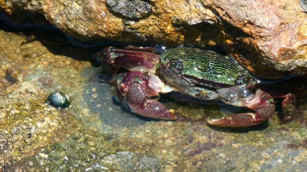 istock Crab, cancer on the beach 895036314