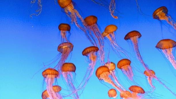 istock Gelly fishes 895036388