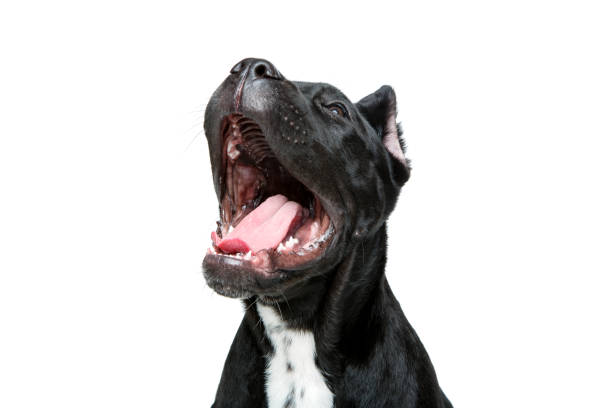 istock beautiful cane corso puppy 895036402