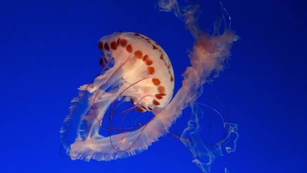 istock Gelly fishes 895036476