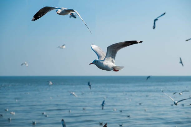 istock Seagull flying at Bangpu Thailand 895036548