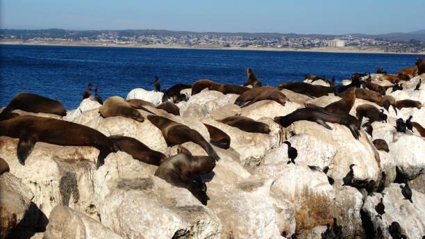 istock Many seals, sea lions lying on a stone 895036704