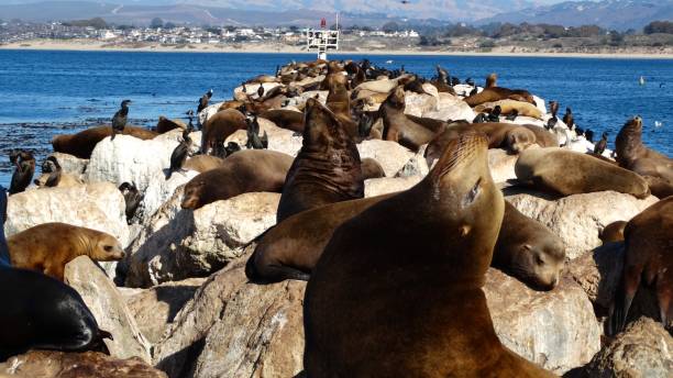 istock Many seals, sea lions lying on a stone 895036758