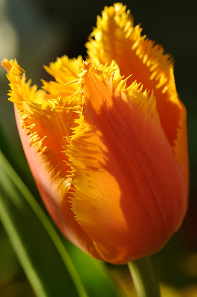 Parrot Tulip stock photo