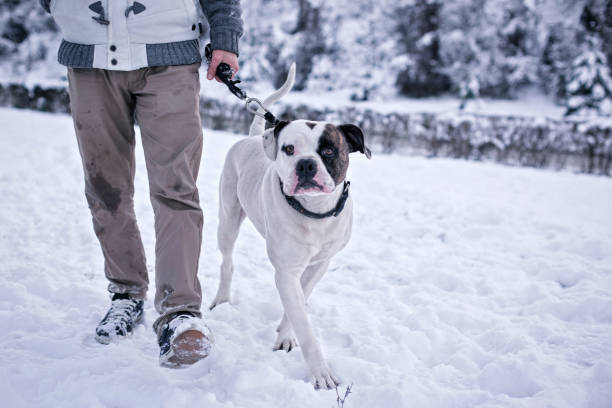 산책을 위한 좋은 하루 - american bulldog 뉴스 사진 이미지