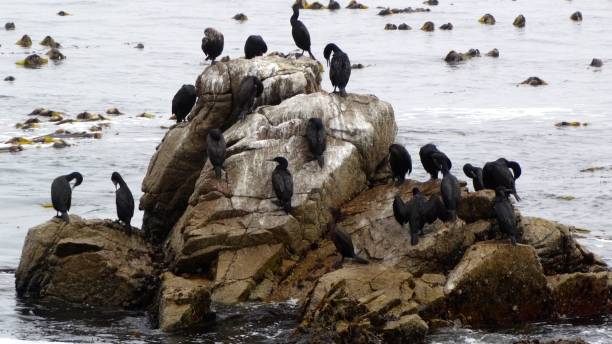 istock Cormorant, sea raven 895039568