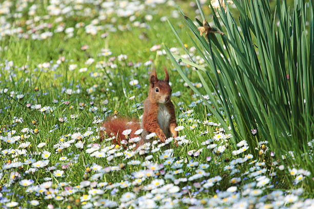 Red Squirell stock photo