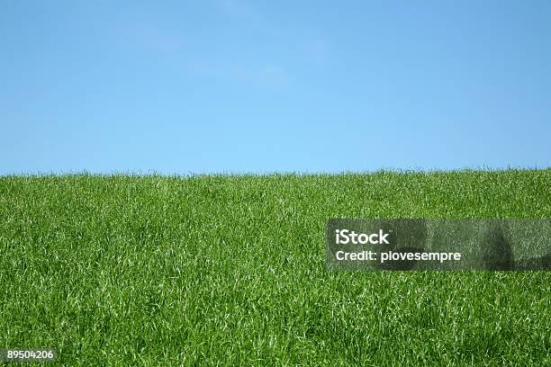 Трава — стоковые фотографии и другие картинки Абстрактный - Абстрактный, Без людей, В воздухе
