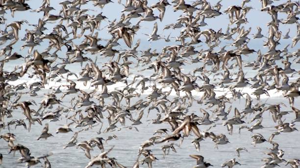 istock Many sea gulls flying over the sea 895042370