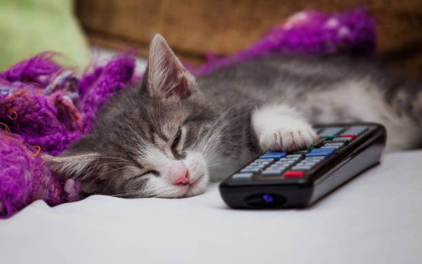 little kitty with remote control stock photo