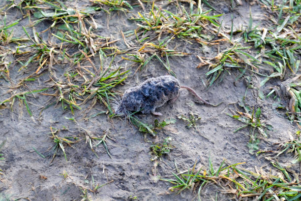 dead field mouse. covered with dew - dead animal mouse dead body death imagens e fotografias de stock