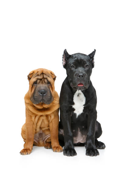 istock beautiful two puppy dogs 895045426