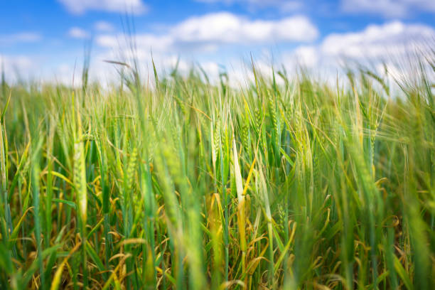 istock Growing green field of wheat 895045530