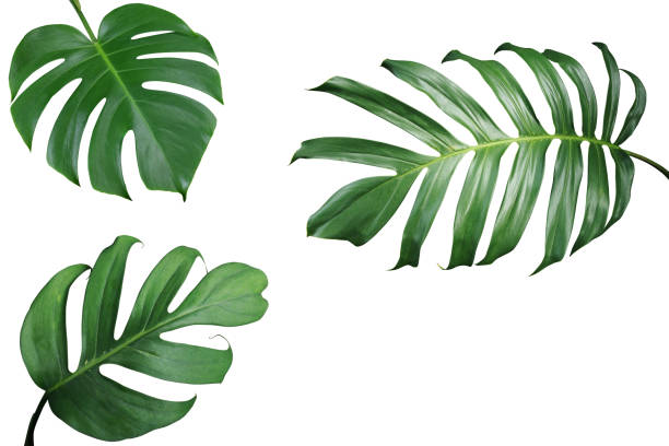 foglie tropicali disposizione della cornice naturale di monstera e filodendron a foglia divisa le piante fogliame esotiche isolate su sfondo bianco, percorso di ritaglio incluso. - foglia di palmo foto e immagini stock