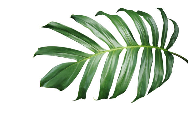 istock Tropical green leaf of split-leaf philodendron monstera plant isolated on white background, clipping path included. 895048342