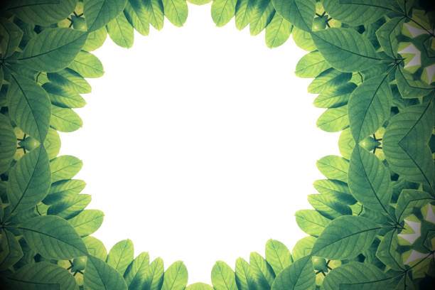 istock Green leaves with kaleidoscope effect, abstract color nature frame on white background. 895048384