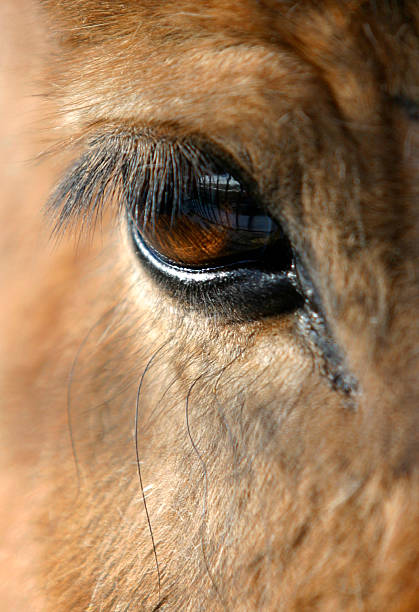 istock eye of a horse 89504877