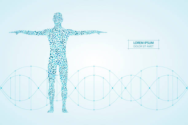 분자 dna와 추상 인간의 몸입니다. 약, 과학 및 기술 개념입니다. 벡터 일러스트 레이 션 - dna 일러스트 stock illustrations