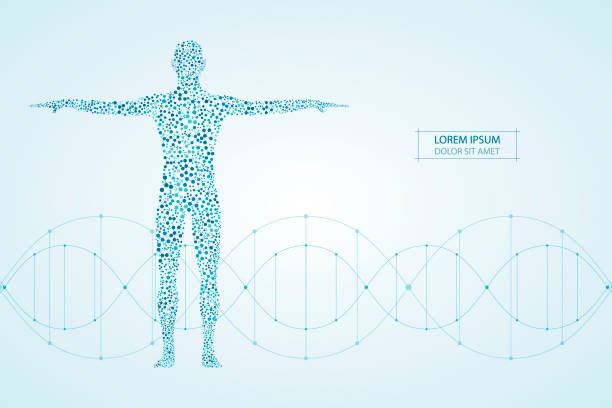 абстрактное человеческое тело с молекулами днк. медицина, научно-технические концепции. иллюстрация вектора - biomedical illustration stock illustrations
