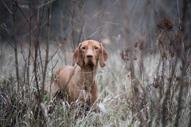 istock Hungarian hound vozsla dog 895051072