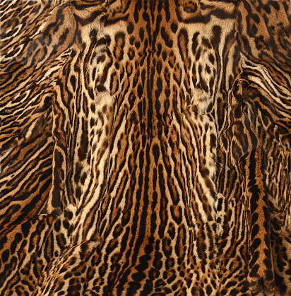 closeup of real fur of leopard background texture