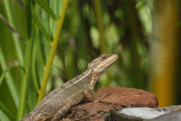 istock Basilisk lizard on rock, Costa Rica 895051254