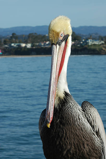 istock California brown pelican 89505276
