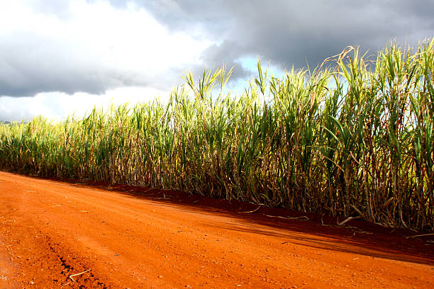 Pineapple Fields and Clay Roads stock photo