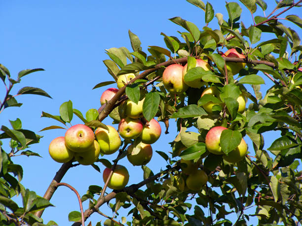 istock apple on branch of the aple trees 895053586