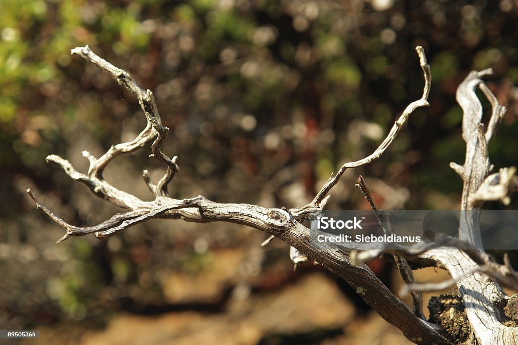 Dry twig from madrone tree with blurred background  Backgrounds Stock Photo