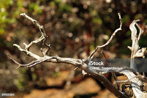 Dry Twig From Madrone Tree With Blurred Background Stock Photo - Download Image Now - Backgrounds, Bent, Color Image