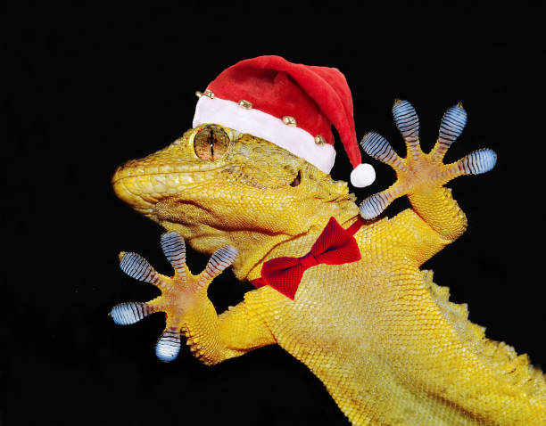 istock gecko that greets everyone for christmas 895053716