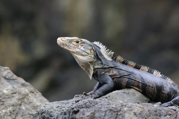 istock Iguana on rock, Costa Rica. 895053718