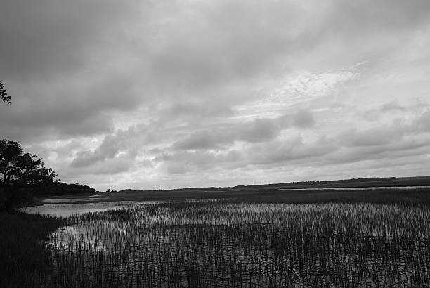 wetlands marsh - parris island bildbanksfoton och bilder