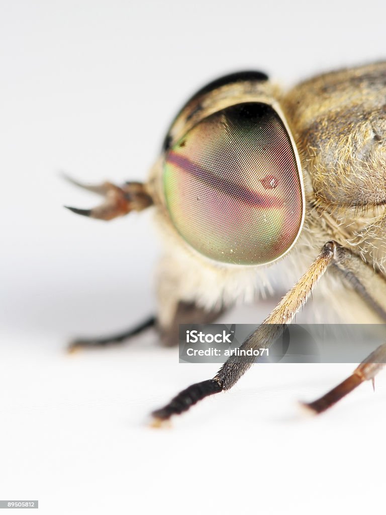 Extremo horsefly - Royalty-free Animal Foto de stock