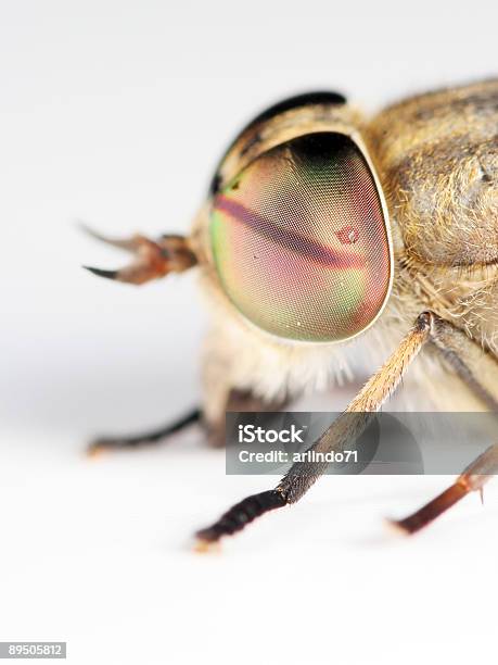 Extremo Horsefly - Fotografias de stock e mais imagens de Animal - Animal, Asa de animal, Assustador