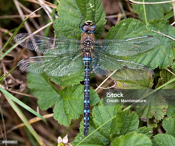 Migrant Hawker Dragonfly Male Stock Photo - Download Image Now - Animal, Animal Abdomen, Animal Wildlife