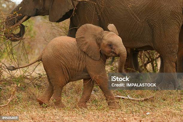 Elephant Calf Stock Photo - Download Image Now - Africa, African Elephant, Animal