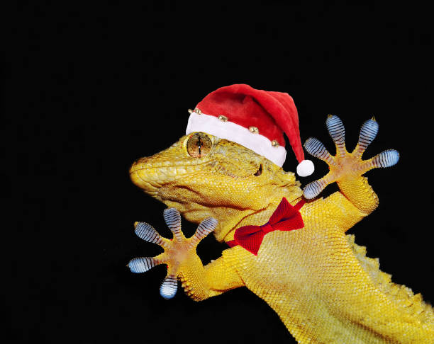 istock gecko with santa claus hat and bow tie that greets everyone 895058590