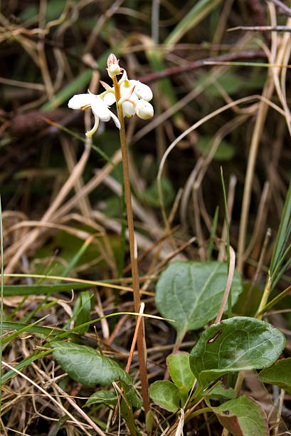 round-de-folha-wintergreen (pyrola rotundifolia - seldom imagens e fotografias de stock