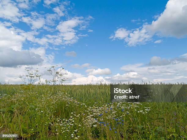 Foto de Campo Verde e mais fotos de stock de Agricultura - Agricultura, Ajardinado, Azul