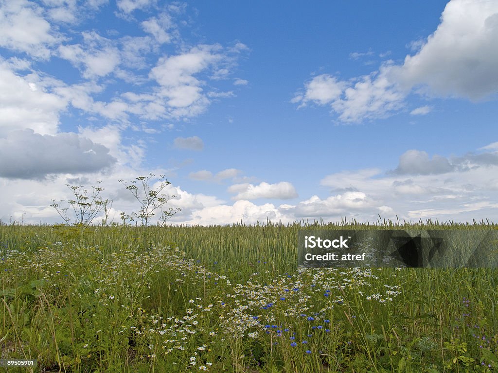 Зеленое поле - Стоковые фото Без людей роялти-фри