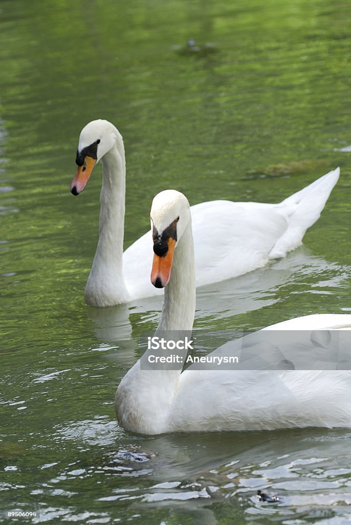 Cisnes en el amor - Foto de stock de Agua libre de derechos