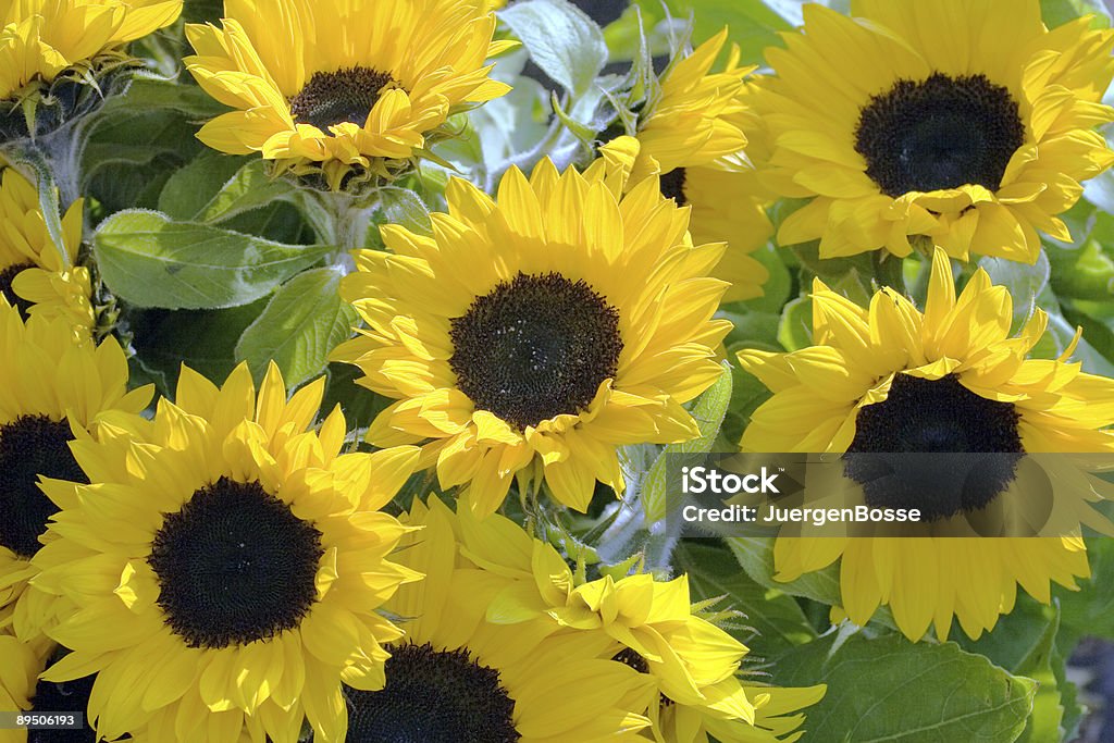 Sonnenblumen - Lizenzfrei Abmachung Stock-Foto