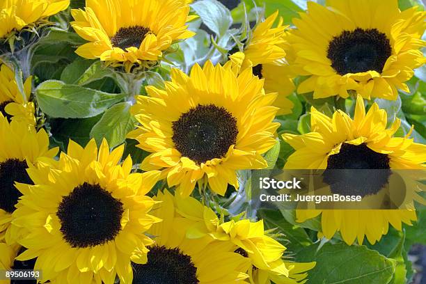 Sonnenblumen Stockfoto und mehr Bilder von Abmachung - Abmachung, Bildhintergrund, Blume