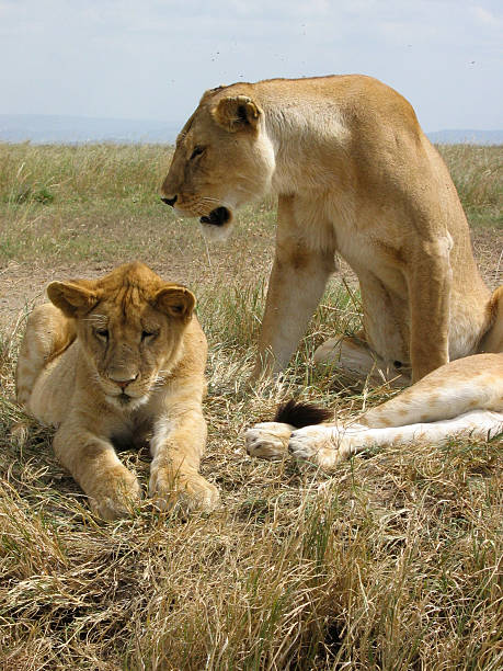Lions resting closeup stock photo